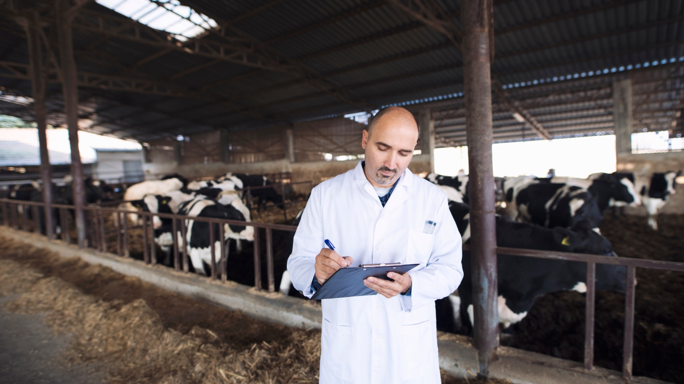 vet in front of cattle
